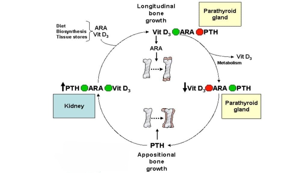 Cortisol scc