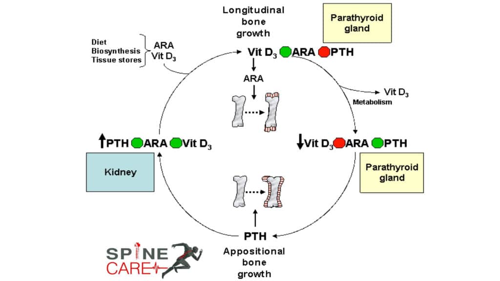 Parathyroid hormone (PTH) scc