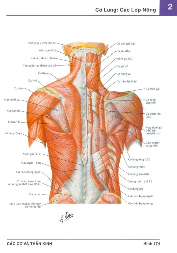 giải phẫu vùng thắt lưng-mông