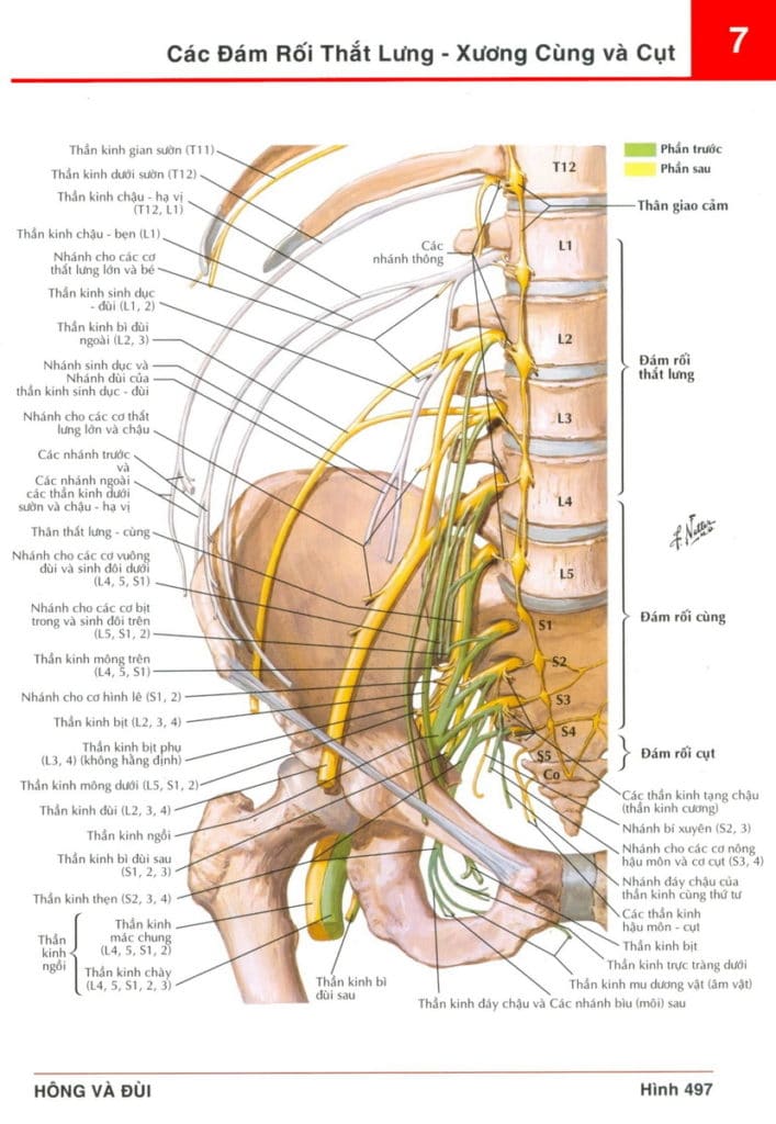 giải phẫu vùng thắt lưng-mông