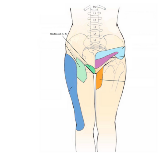 đau dây thần kinh sinh dục đùi