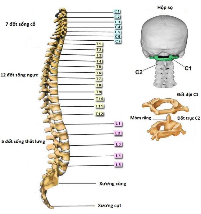 cấu tạo cột sống ngực