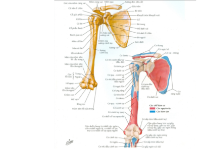 giải phẫu xương vai