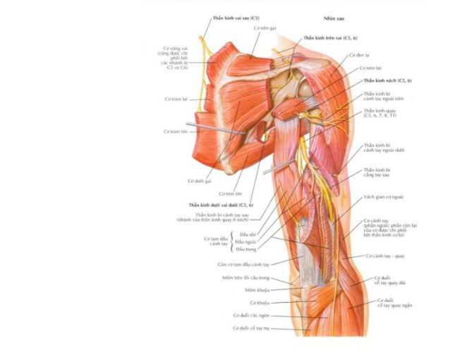 Vị trí, chức năng của dây thần kinh quay