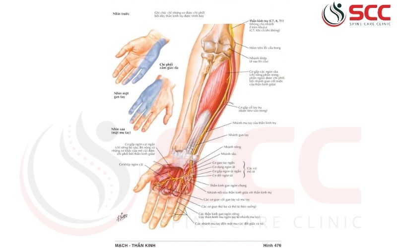 vị trí, chức năng của thần kinh trụ