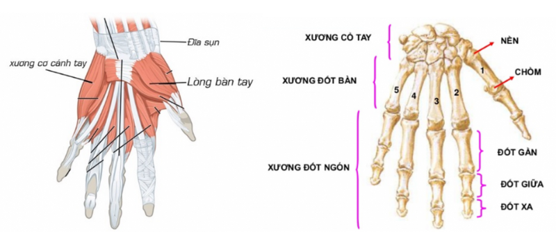 phục hồi chức năng bàn tay