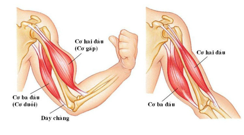 teo cơ sau phẫu thuật