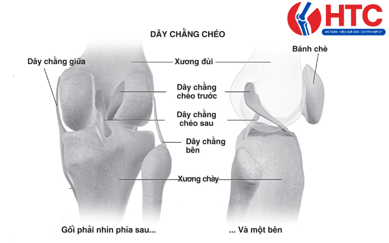 đau dây chằng ngoài khớp gối