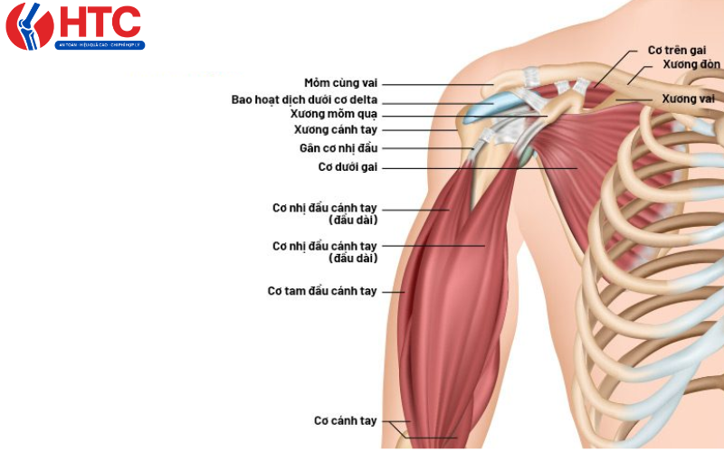 hội chứng gân cơ trên gai