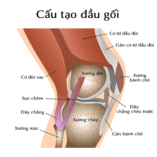 Tổng quan về lỏng khớp gối