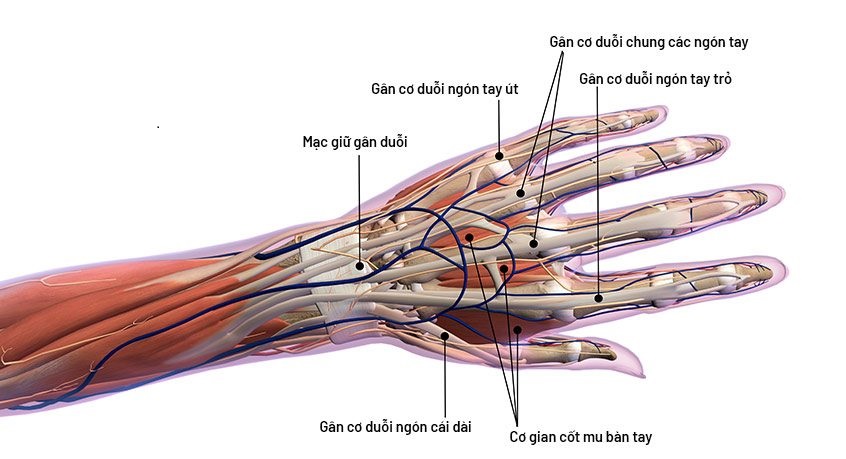 Đau gân cổ tay là gì?